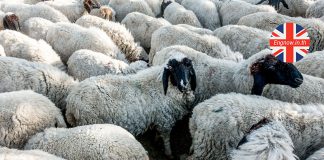 ภาษาอังกฤษกับคำว่า Black sheep (แกะดำ)