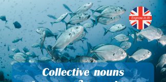 Collective nouns หรือ สมุหนามในภาษาอังกฤษ collective nouns