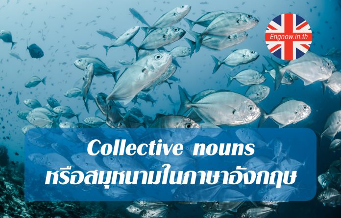 collective nouns